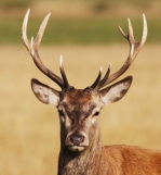 deer head